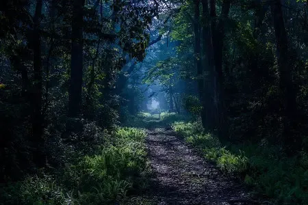 DAZZLING DOOARS TRAIL Image