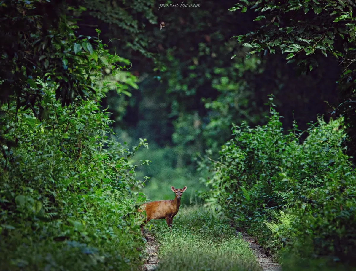 DOOARS IN MONSOON Image